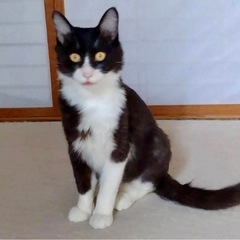 白黒ハチワレ成猫オス