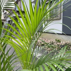 観葉植物　大型アレカヤシ　高さ１９０センチの画像