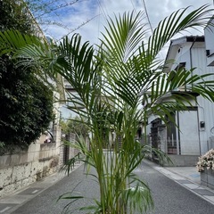 観葉植物　大型アレカヤシ　高さ１９０センチの画像