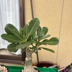 アデニウムの画像