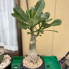 アデニウムの画像