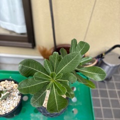 アデニウムの画像