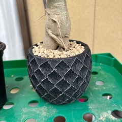 アデニウムの画像