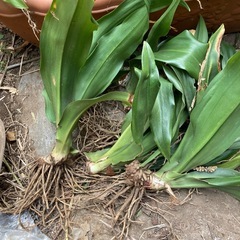 万年青　おもと　苗　園芸　多肉植物好きな方にもの画像