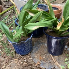 万年青　おもと　苗　園芸　多肉植物好きな方にもの画像