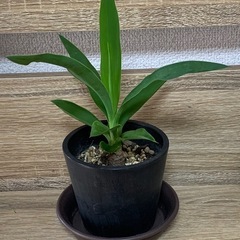 ユッカ   （青年の木）の画像
