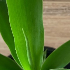 ユッカ   （青年の木）の画像