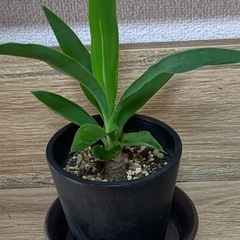 ユッカ   （青年の木）