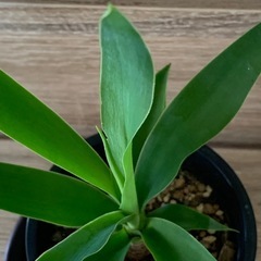 ユッカ   （青年の木）の画像