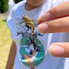 昆虫好きのお友達を募集中
