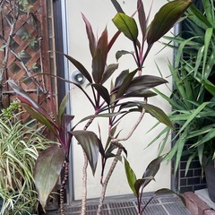 観葉植物　赤ドラ　高さ１５０センチの画像
