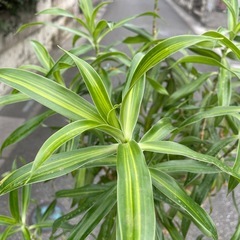 観葉植物　ドラセナ・レフレクサ　高さ１５８センチの画像