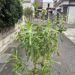 観葉植物　ドラセナ・レフレクサ　高さ１５８センチの画像
