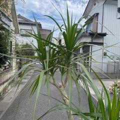 観葉植物　大型コンシネ　高さ１８５センチの画像