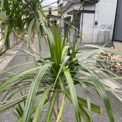 観葉植物　大型コンシネ　高さ１８５センチの画像