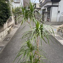 観葉植物　大型コンシネ　高さ１８５センチの画像