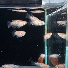 メダカ【紅白ラメダルマ/半ダルマ/ショート】若魚１０匹の画像