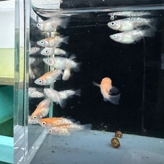 メダカ【紅白ラメダルマ/半ダルマ/ショート】若魚１０匹の画像