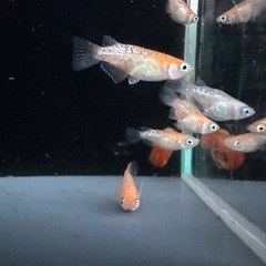 メダカ【紅白ラメダルマ/半ダルマ/ショート】若魚１０匹の画像