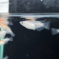メダカ【紅白ラメダルマ/半ダルマ/ショート】若魚１０匹の画像