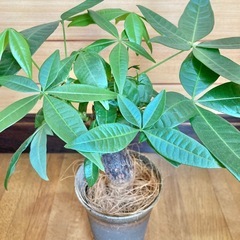 観葉植物　パキラと和風な陶器鉢カバーの画像