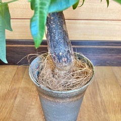 観葉植物　パキラと和風な陶器鉢カバーの画像