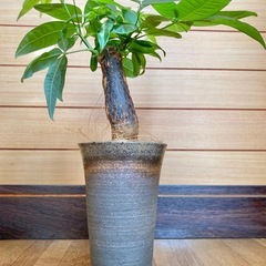 観葉植物　パキラと和風な陶器鉢カバーの画像