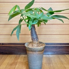 観葉植物　パキラと和風な陶器鉢カバーの画像