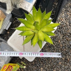 アガベ　ホリダ①の画像