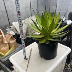 アガベ　ホリダ①の画像