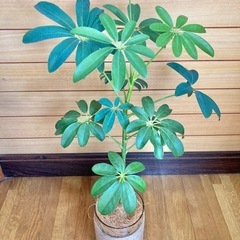 観葉植物　カポックとガラス製鉢カバーの画像