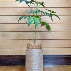 観葉植物　カポックとガラス製鉢カバーの画像