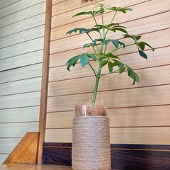 観葉植物　カポックとガラス製鉢カバーの画像