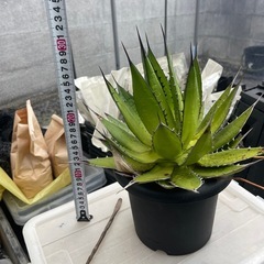 アガベ　ホリダ②
の画像