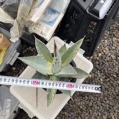 アガベ　チタノタ　ホワイトアイスの画像