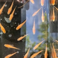 9月27日(土)・29日(月)他、メダカ各種④10匹500円・初心者限定の画像