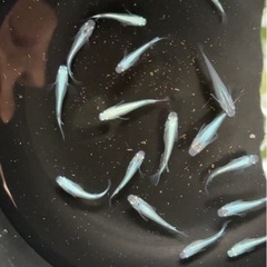 9月27日(土)・29日(月)他、メダカ各種④10匹500円・初心者限定の画像