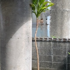 ドラセナ　観葉植物　ガーデニング　植物