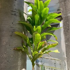 ドラセナ　観葉植物　ガーデニング　植物の画像