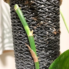 モンステラ　デュビア　鉢ごとの画像