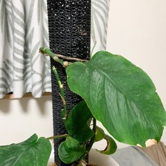 モンステラ　デュビア　鉢ごとの画像