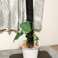 モンステラ　デュビア　鉢ごと