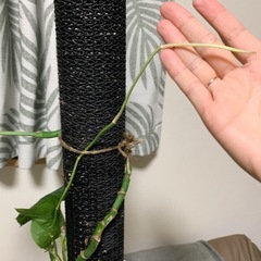 モンステラ　デュビア　鉢ごとの画像