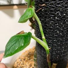 モンステラ　デュビア　鉢ごとの画像
