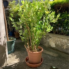 ペディランサス　ガーデニング　観葉植物の画像