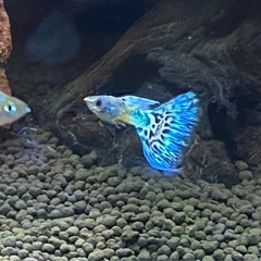 ☘️まだいます☘️ 【10匹】メタルブルーグラスグッピー稚魚☘️④の画像