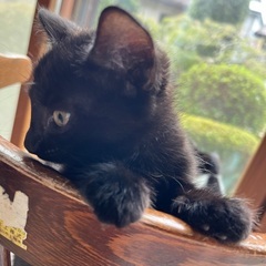 ノリコ♀とノリオ♂⭐️よく慣れています