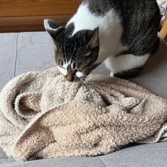 里親さん見つかってません。避妊済みの猫ちゃんです。よろしくお願い...