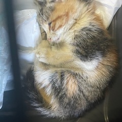小っちゃい…シマみけT猫ちゃん