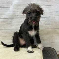 チワプー　男の子　里親様募集中